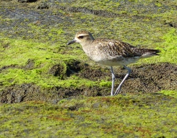 Pacific Golden-Plover